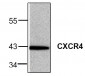 CXCR4 Antibody